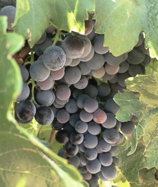 uva garnacha